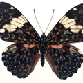 Temas de la polilla