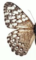 پوستر Moth Themes