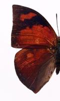 برنامه‌نما Moth Themes عکس از صفحه