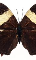 برنامه‌نما Moth Themes عکس از صفحه