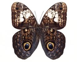 برنامه‌نما Moth Themes عکس از صفحه