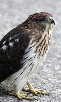 Bird of Prey Wallpapers ภาพหน้าจอ 1