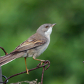 Fondos de aves