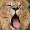 Lion The King Of Beasts Thèmes