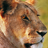 Lioness Themes ikon