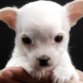 Puppy Dog Themes