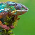 Reptiles HD Themes