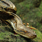 Snakes HD Wallpapers আইকন