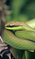 Snakes HD Wallpapers পোস্টার