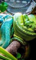 Snakes HD Wallpapers স্ক্রিনশট 1
