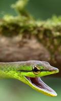 Snakes HD Wallpapers স্ক্রিনশট 2