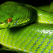 Snakes Wallpapers