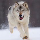 Wolf Themes আইকন