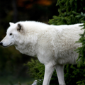 Wolves temi