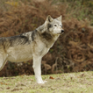 ”Wolves Wallpapers