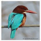 Indian Birds Pictures - Learn  icon