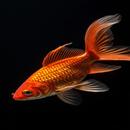 Ikan Emas Wallpaper AA APK