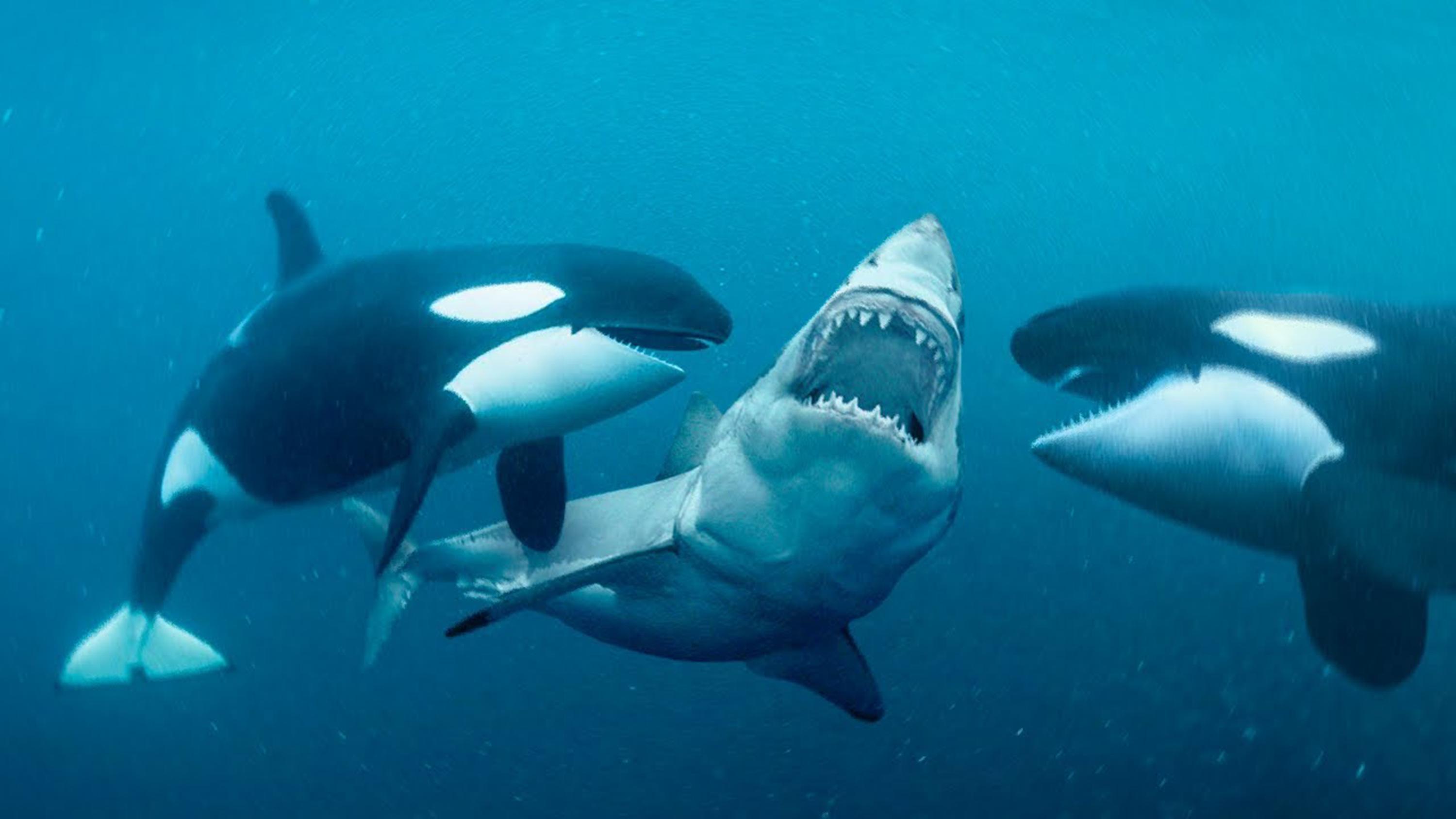 Белая акула против. Касатка это кит или акула. Касатка Дельфин акула. Акулы и касатки киты. Акула Касатка МЕГАЛОДОН.