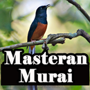 Masteran Murai Batu APK