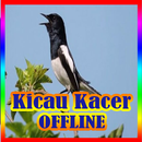 Kicau Kacer lengkap OFFLINE APK