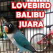 Masteran Lovebird Paud Offline