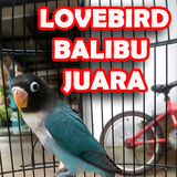 Masteran Lovebird icon