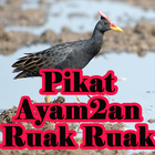 Suara Pikat Burung Ayam2an dan icon