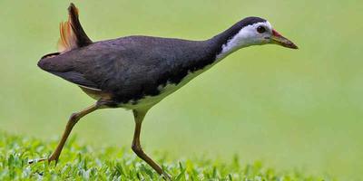 Suara Pikat Burung Ayam2an dan poster