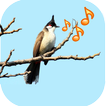 ”Singing Birds