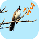 Singing Birds icône