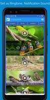 Singing Birds screenshot 2