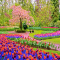 Spring of Life