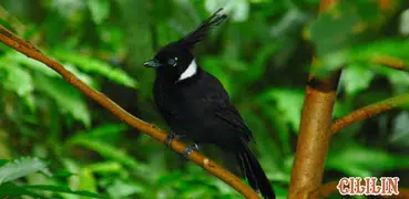 Crested Jay