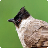 Muội đầu Bulbul biểu tượng