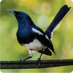 Oriental Magpie Robin APK download