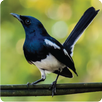Oriental Magpie Robin APK