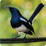 Oriental Magpie Robin icône