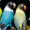Lovebird APK