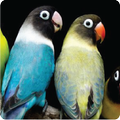 Kicau Lovebird