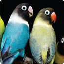 Kicau Lovebird APK