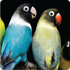 Kicau Lovebird आइकन