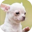 ”Dog Barking Sounds
