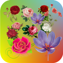 Flower Wallpapers In HD APK
