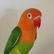 lovebirds chirping