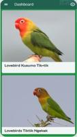 lovebirds chirping-poster