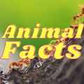Animal Facts