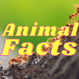 Animal Facts