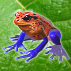 Frog Friends icône
