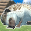 Hedgehog Friends icono