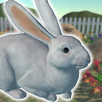 Rabbit Friends - caring games APK